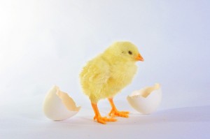 卵　栄養　白身　2